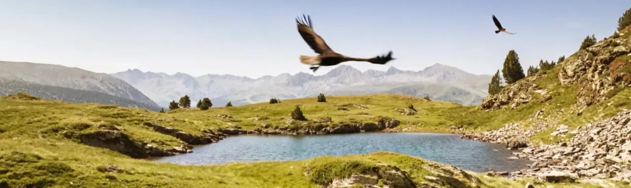 A mountain lake in summer