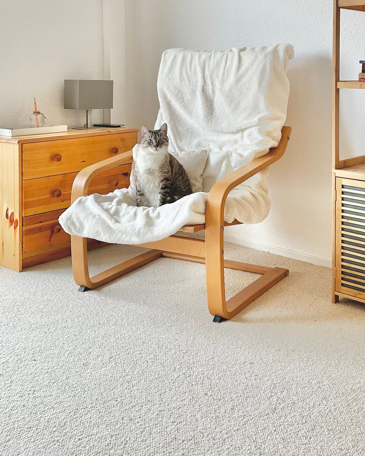 A POÄNG armchair with a white throw and a cat sitting on it